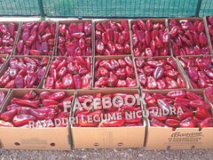 Rasaduri de ardei Capia: Rasad Ureche de Elefant, Laba de Urs, etc