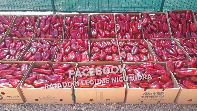 Rasaduri de ardei Capia: Rasad Ureche de Elefant, Laba de Urs, etc