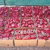 Rasaduri de ardei Capia: Rasad Ureche de Elefant, Laba de Urs, etc